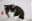 KattenRuben